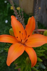 Nahaufnahme einer orangen Lilienbl&uuml;te