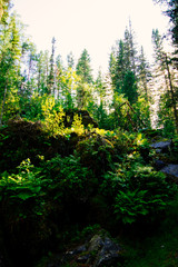 Obraz premium forest
