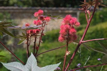 Closeup of of ricinus communis