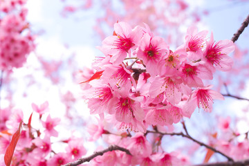 Wild Himalayan Cherry Blossoms in spring season, Prunus cerasoides, Pink Sakura Flower