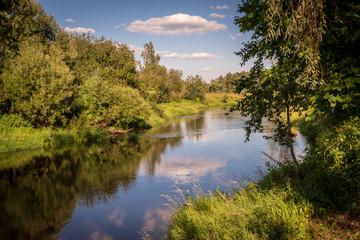 Forest landscape. Summer warm sunny day in the forest by the river
