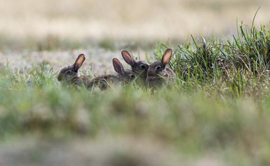 Young wild rabits in the grass