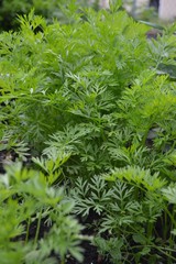 M&ouml;hrengr&uuml;n