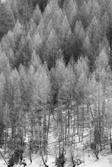 Trees for background