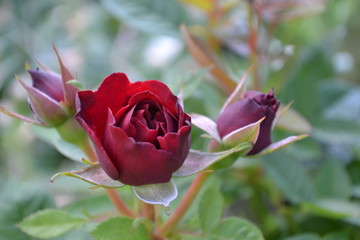 Rosenbl&uuml;te rot als Nahaufnahme