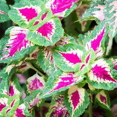 Red Dragon Kleinköpfiger Knöterich (Persicaria Microcephala) Bistort