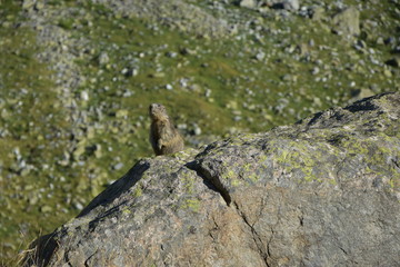 Marmotte