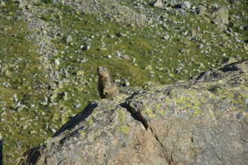 Marmotte