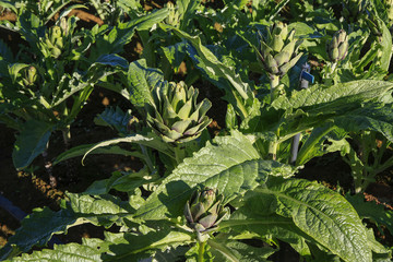 Artichoke flower on field