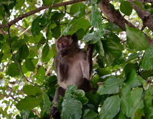 A gray monkey, perched in a thick crown of a tropical tree, is eating something and holding its paw by the branch.