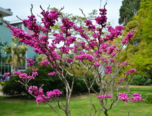 A purple tree of cercis canadensis (Judas tree) with blooming pink flowers against a background of green lawn and buildings of urban infrastructure