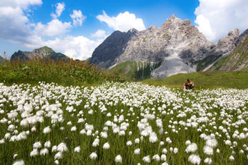 Hund auf 2200m in Wollblumenwiese