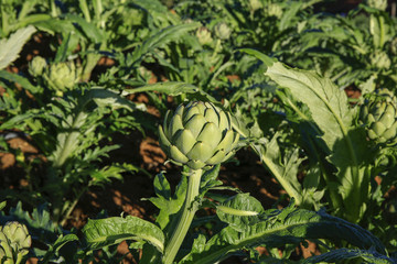 Artichoke flower on field
