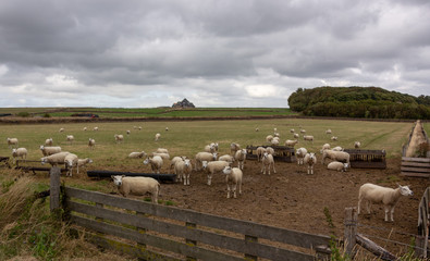 Sheep on Texel