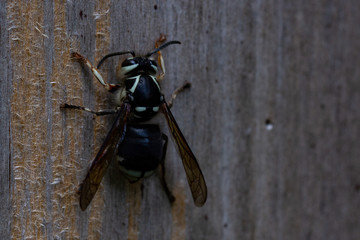 Bald-faced hornet