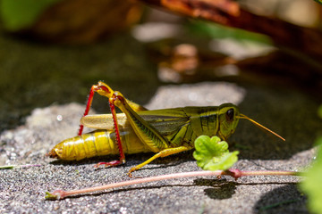 Red legged grasshopper