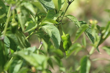 pimiento en planta