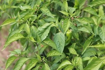 pimientos en planta