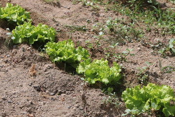 lechugas en el huerto