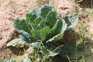 lechuga plantada