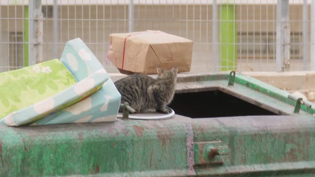 A homeless cat sits on garbage tank near the mattress and card box