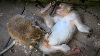 Monkey flea an other monkey lying relaxed on the ground