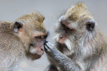 Money removing fleas from an other monkey