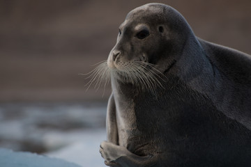 Harp seal on grauler.