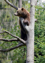 Adult Brown bear climb on the tree