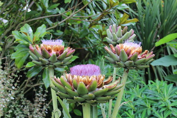 Blumen