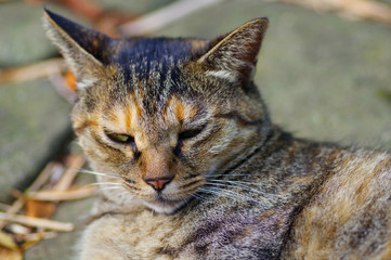 眠そうな野良猫