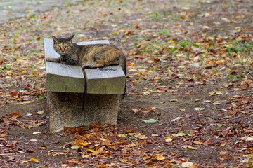 眠そうな野良猫