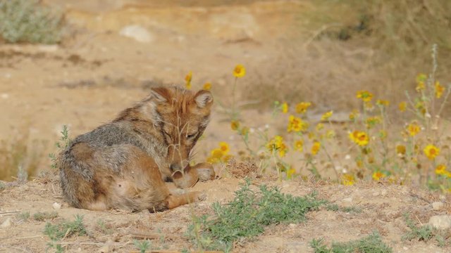 Jackal lies front of a blossoming field