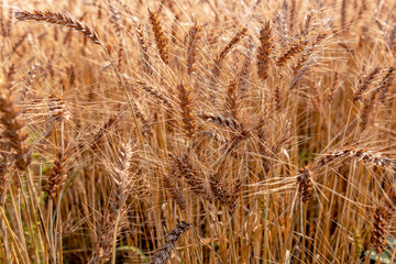 Fototapeta premium 麦畑の風景