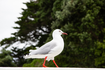 Junge Möve spaziert auf einem Geländer