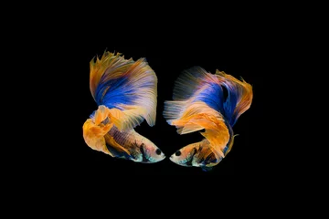 Fotobehang The moving moment beautiful of siamese betta fighting fish in thailand on black background for love on Valentine’s day. © Soonthorn