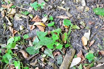 nature, green, leaf, plant, leaves, autumn, grass, forest, tree, spring, ground, fall, agriculture, brown, season, garden, seedling, growth, dry, young, grow, foliage, natural, yellow, sprout