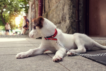 White puppy