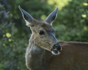 Fototapeta premium Blacktail Doe in the Olympic Wilderness, Olympic National Park, Washington