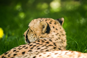 Naklejka na ściany i meble Resting Cheetah on the grass