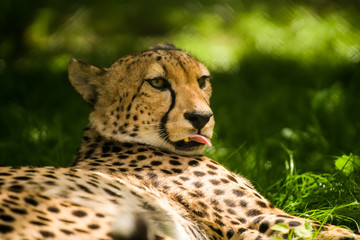 Resting Cheetah on the grass