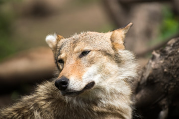 Obraz premium wolf resting in forest