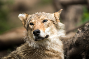 Fototapeta premium wolf resting in forest
