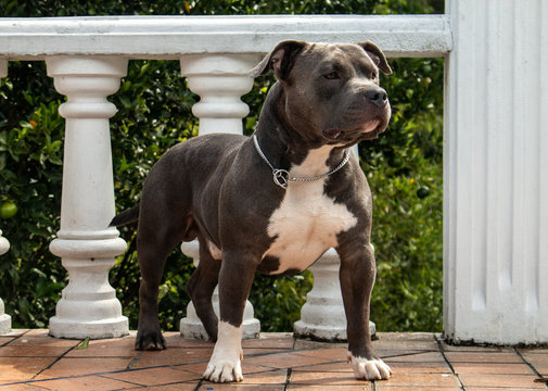 Bully Dog