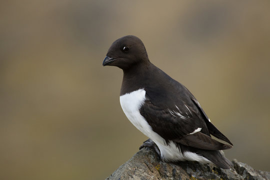 Little auk in southern Spitsbergen.