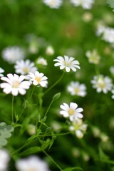 flower, daisy, nature, white