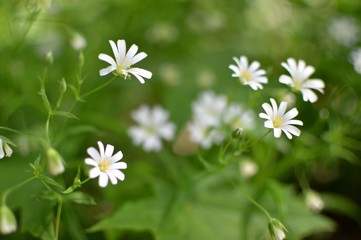 flower, daisy, nature, white
