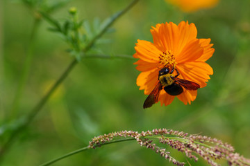 キバナコスモスの花に集る熊蜂