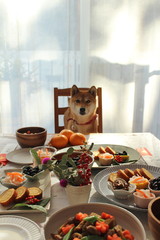 おせちと柴わんこ