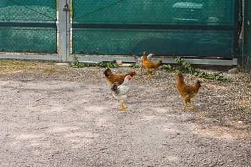 Isolated hen in the farm (Pesaro, Italy, Europe)